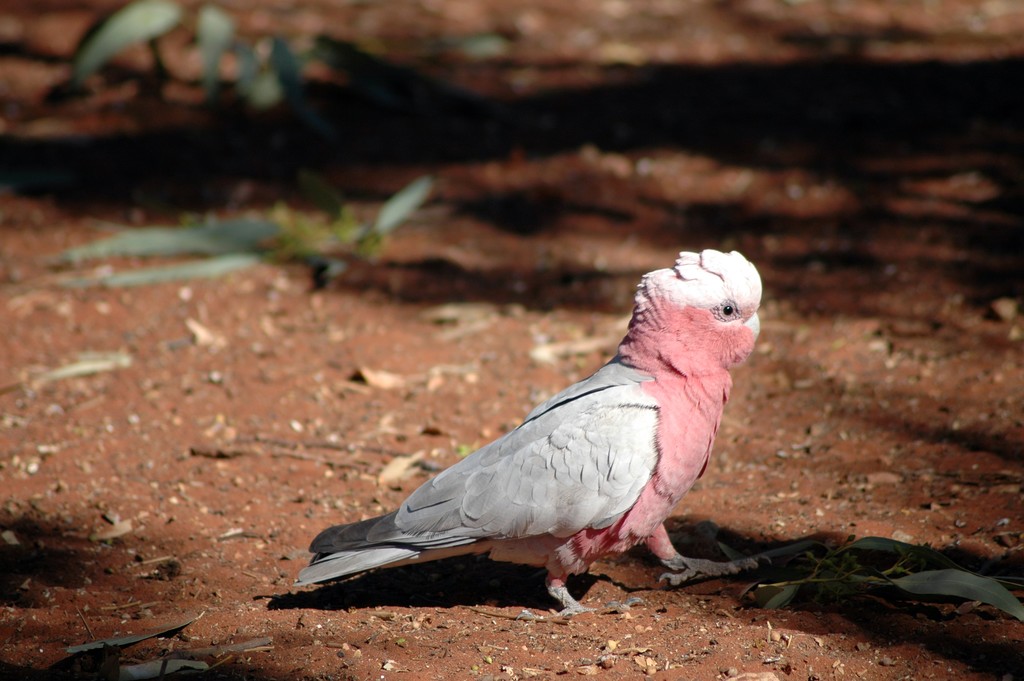 Galah